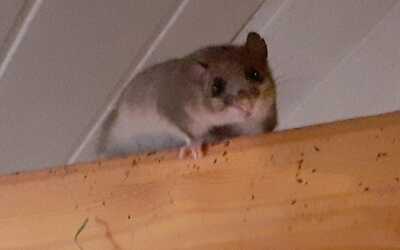 dormouse